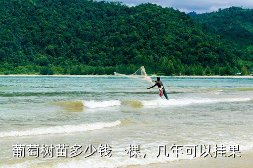 蕪湖葡萄多少錢一棵,葡萄樹苗多少錢一棵