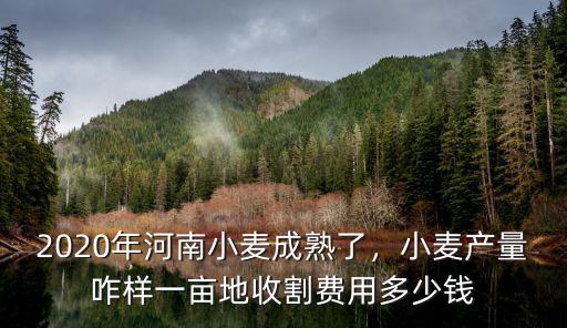 2020年河南小麥成熟了，小麥產量咋樣一畝地收割費用多少錢