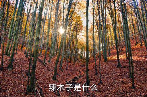 合肥辣木籽什么價格是多少錢,辣木籽有什么功效