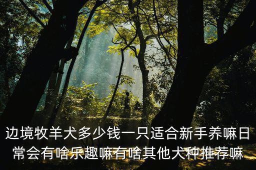 合肥邊牧犬多少錢一只,邊境牧羊犬多少錢一只