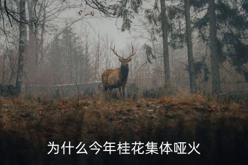 為什么今年桂花集體啞火