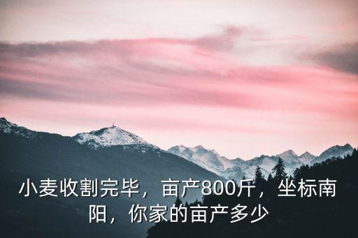 小麥收割完畢，畝產800斤，坐標南陽，你家的畝產多少