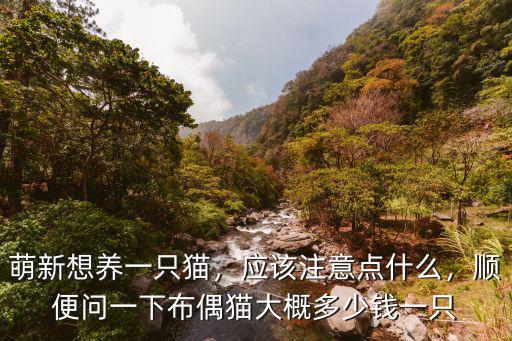 邢臺布偶貓多少錢一只,重色布偶貓多少錢一只