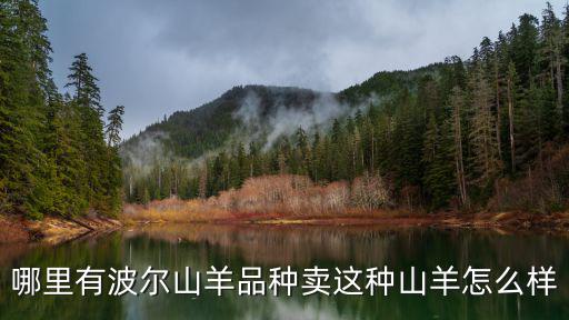眉山哪里有賣波爾山羊,哪里有波爾山羊品種賣