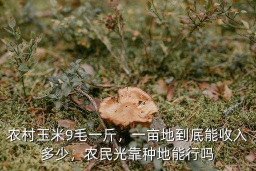 唐山豐潤玉米一畝地產多少,一畝地到底能收入多少
