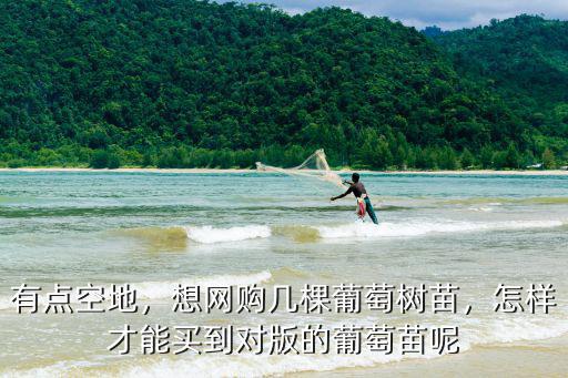 焦作哪里賣葡萄苗的,哪里可以買到葡萄苗