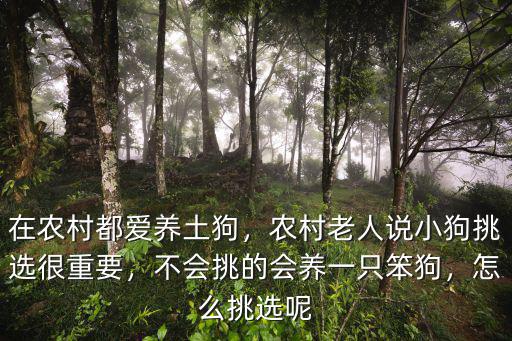 邢臺(tái)笨狗多少一只,中華田園犬多少錢一只