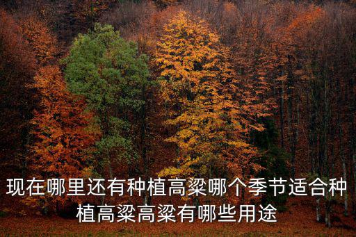 現在哪里還有種植高粱哪個季節適合種植高粱高粱有哪些用途