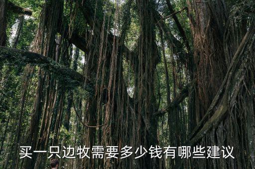 買一只邊牧需要多少錢有哪些建議
