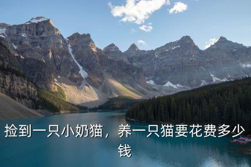 撿到一只小奶貓，養一只貓要花費多少錢