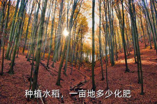 機插秧一畝田要施多少復(fù)合肥,一畝地多少化肥