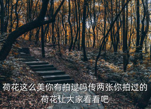 荷花這么美你有拍過嗎傳兩張你拍過的荷花讓大家看看吧