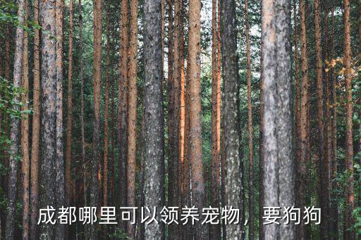 成都市哪里能領養小奶狗,成都哪里可以領養寵物