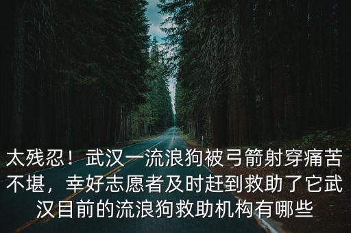 武漢流浪狗受傷怎么辦,在外面遇到受傷的流浪狗