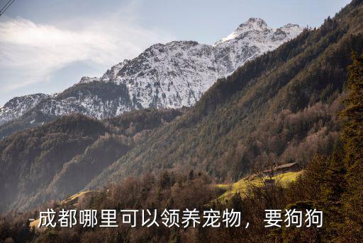 成都哪里可以領養寵物，要狗狗