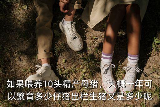 衡水能繁育母豬養殖多少,現在養殖母豬前景如何