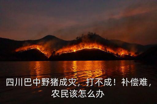 四川哪里有野豬賣,四川巴中野豬成災