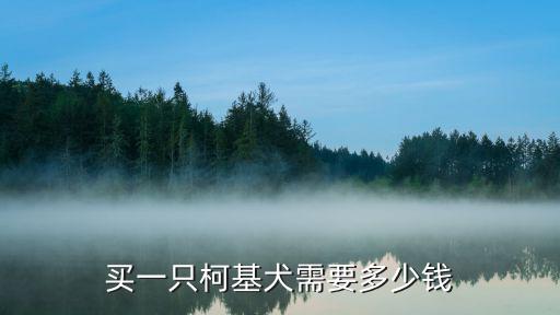在鄭州買的小柯基多少錢一支,小柯基犬的價格一般是多少錢
