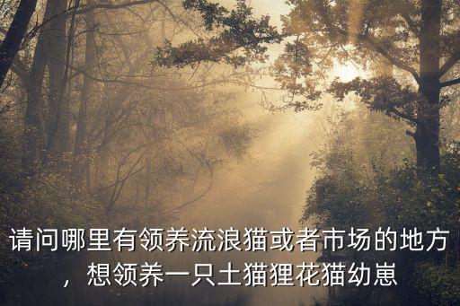 請(qǐng)問哪里有領(lǐng)養(yǎng)流浪貓或者市場(chǎng)的地方，想領(lǐng)養(yǎng)一只土貓貍花貓幼崽