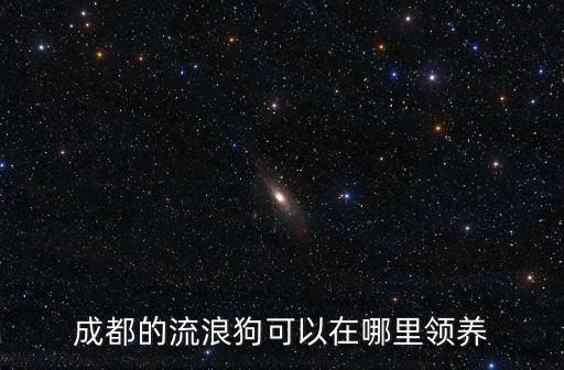 成都的流浪狗可以在哪里領(lǐng)養(yǎng)