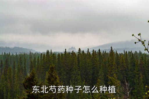 河南紫菀種子怎么種植成活率高,東北芍藥種子怎么種植