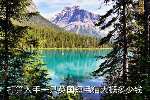 成都英國短毛貓在哪里買,英國短毛貓好養嗎