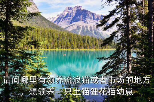 自貢哪里有領養小貓的地方,哪里有領養貓咪的啊