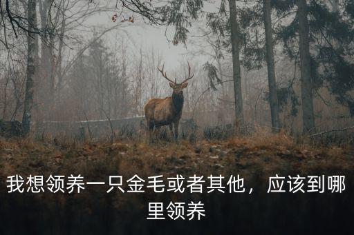 我想領養一只金毛或者其他，應該到哪里領養
