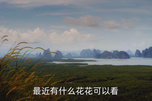 成都哪里可以看花花,最近有什么花花可以看