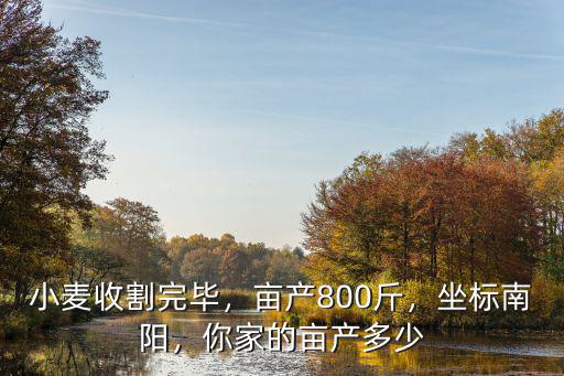 小麥?zhǔn)崭钔戤叄€產(chǎn)800斤，坐標(biāo)南陽(yáng)，你家的畝產(chǎn)多少
