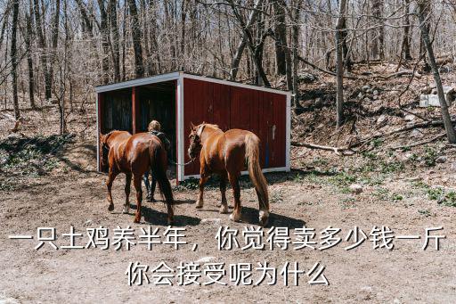 保定地區土雞多少錢一斤,現在土雞價格多少錢一斤