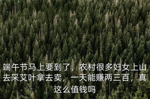 端午節馬上要到了，農村很多婦女上山去采艾葉拿去賣，一天能賺兩三百，真這么值錢嗎