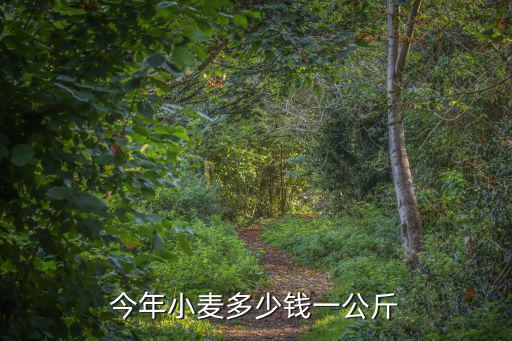 今年小麥多少錢一公斤