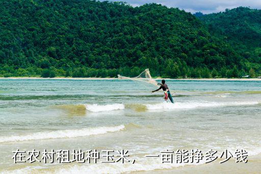 在農村租地種玉米，一畝能掙多少錢