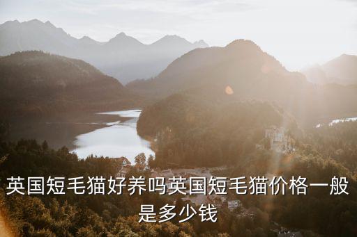 許昌哪里有賣英國短毛貓,英國短毛貓好養嗎
