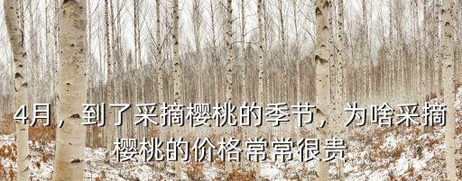 沃美采摘邢臺(tái)櫻桃多少錢一斤,現(xiàn)在大櫻桃賣多少錢一斤了