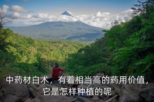 中藥材白術(shù)，有著相當(dāng)高的藥用價(jià)值，它是怎樣種植的呢