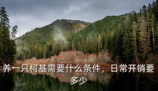 養一只柯基需要什么條件，日常開銷要多少