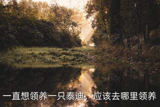 眉山哪里可以領(lǐng)養(yǎng)泰迪,應(yīng)該去哪里領(lǐng)養(yǎng)