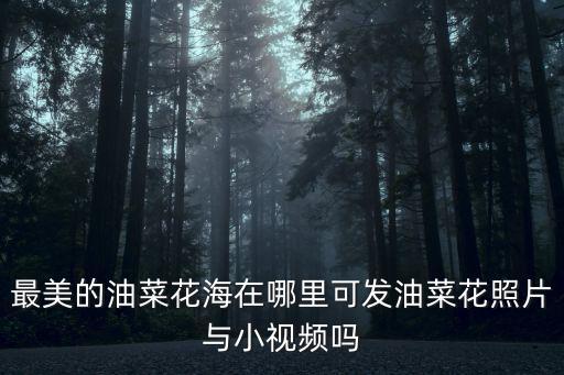 最美的油菜花海在哪里可發油菜花照片與小視頻嗎