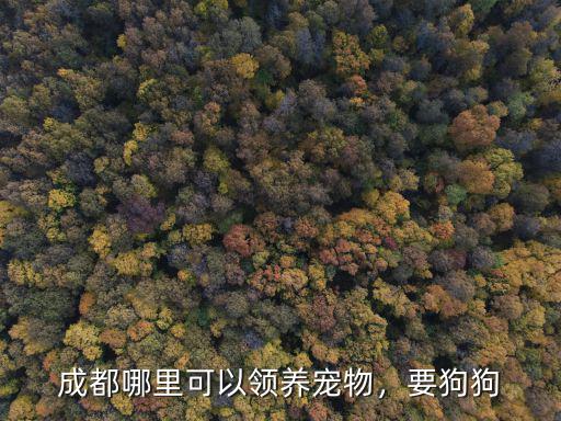 成都哪里可以領養寵物，要狗狗