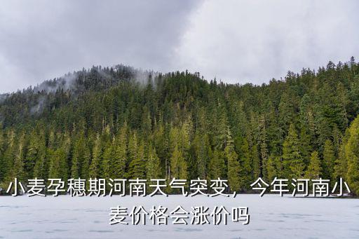 小麥孕穗期河南天氣突變，今年河南小麥價格會漲價嗎