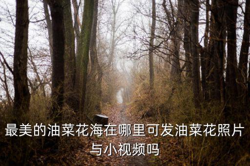 最美的油菜花海在哪里可發(fā)油菜花照片與小視頻嗎