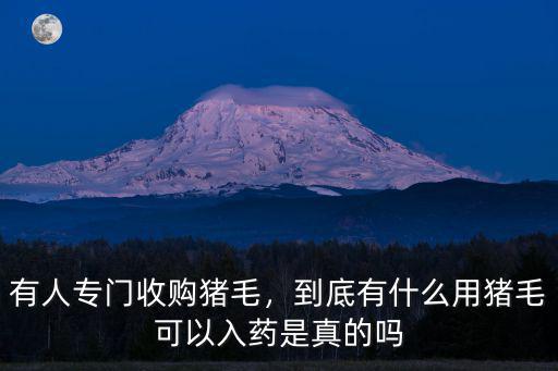 有人專門收購豬毛，到底有什么用豬毛可以入藥是真的嗎