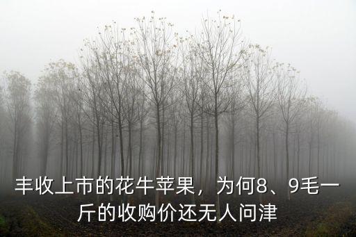 安徽花牛蘋果多少錢一斤,花牛蘋果收購價僅5毛一斤