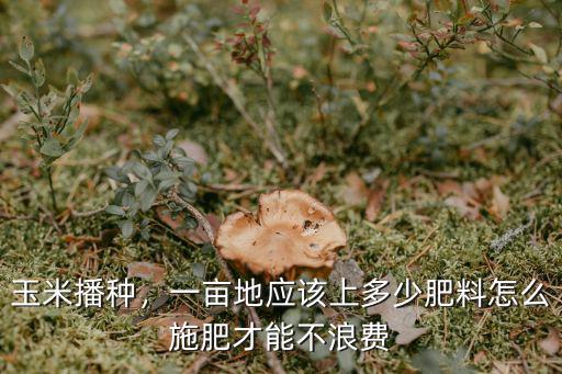 玉米地復(fù)合肥一畝地用多少,一畝地應(yīng)該上多少肥料