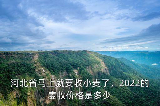河北現在小麥價格多少錢一噸,現在小麥的價格大概為多少