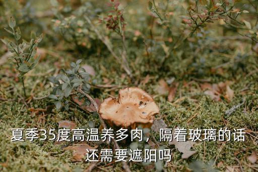 河南養多肉多少度遮陽,養多肉泥膿薄漠能遮陽嗎