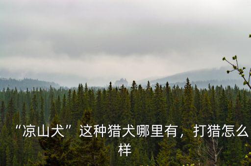 哪里有涼山獵犬賣,養涼山獵犬怎么樣