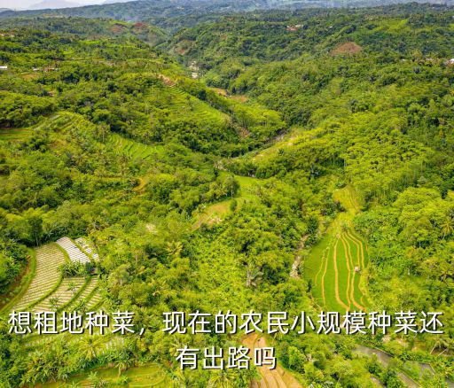想租地種菜，現在的農民小規模種菜還有出路嗎